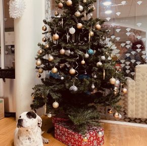 Dog Bullseye by a Christmas tree at our East Road hostel